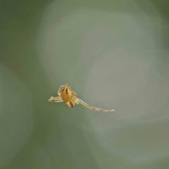 Thomisidae (family) at Turner, ACT - 6 Apr 2023 01:47 PM