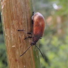 Ecnolagria grandis (Honeybrown beetle) at Pollinator-friendly garden Conder - 3 Dec 2022 by michaelb