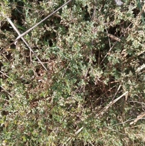 Atriplex semibaccata at Symonston, ACT - 20 Jun 2023 10:43 AM