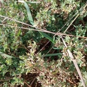 Atriplex semibaccata at Symonston, ACT - 20 Jun 2023 10:43 AM