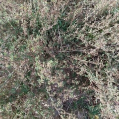 Atriplex semibaccata at Symonston, ACT - 20 Jun 2023 10:43 AM