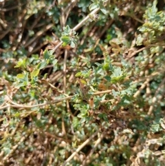 Atriplex semibaccata at Symonston, ACT - 20 Jun 2023 10:43 AM