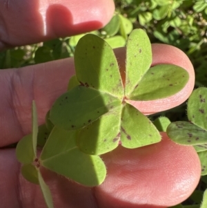 Oxalis pes-caprae at Kangaroo Valley, NSW - suppressed