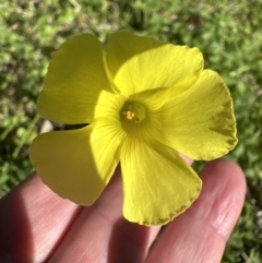 Oxalis pes-caprae at Kangaroo Valley, NSW - suppressed