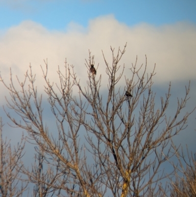 Acridotheres tristis (Common Myna) at North Albury, NSW - 17 Jun 2023 by Darcy