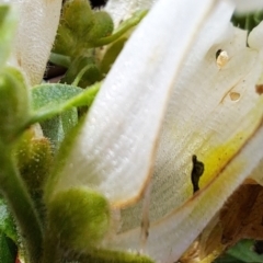 Antirrhinum majus at Watson, ACT - 19 Jun 2023