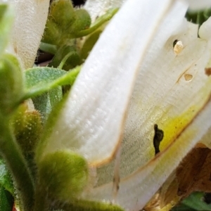 Antirrhinum majus at Watson, ACT - 19 Jun 2023