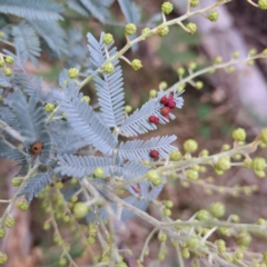 Acacia baileyana (Cootamundra Wattle, Golden Mimosa) at Watson, ACT - 19 Jun 2023 by abread111