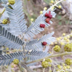 Acacia baileyana at Watson, ACT - 19 Jun 2023 10:32 AM