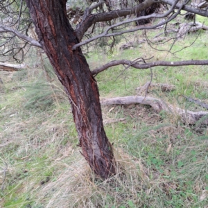 Acacia baileyana at Watson, ACT - 19 Jun 2023 10:32 AM