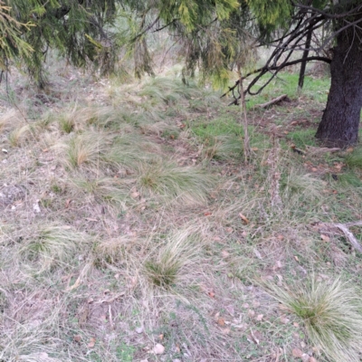 Nassella trichotoma (Serrated Tussock) at Watson, ACT - 19 Jun 2023 by abread111