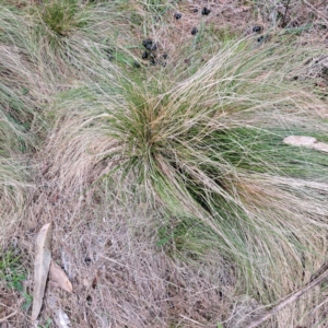 Nassella trichotoma at Watson, ACT - 19 Jun 2023