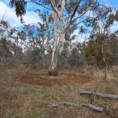 Eucalyptus blakelyi (Blakely's Red Gum) at Watson, ACT - 19 Jun 2023 by abread111