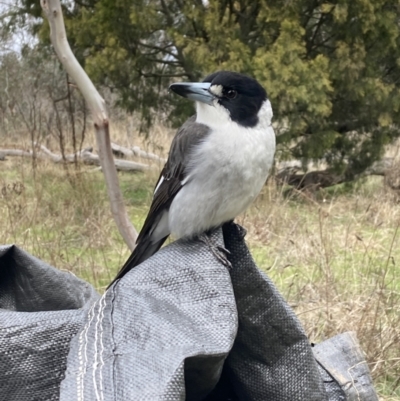 Cracticus torquatus (Grey Butcherbird) at Mount Majura - 19 Jun 2023 by waltraud