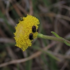 Dermestidae sp. (family) (Dermestid, carpet or hide beetles) at Dry Plain, NSW - 30 Oct 2021 by AndyRoo