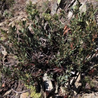 Daviesia mimosoides subsp. acris (Blunt-Leaf Bitter-Pea) at Dry Plain, NSW - 29 Oct 2021 by AndyRoo