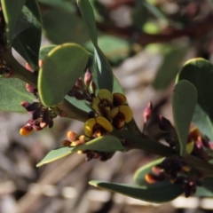 Daviesia mimosoides subsp. acris at Dry Plain, NSW - 30 Oct 2021