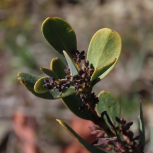 Daviesia mimosoides subsp. acris at Dry Plain, NSW - 30 Oct 2021