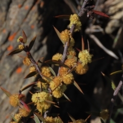 Acacia siculiformis (Dagger Wattle) at Dry Plain, NSW - 29 Oct 2021 by AndyRoo