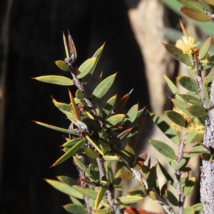 Acacia siculiformis at Dry Plain, NSW - 30 Oct 2021