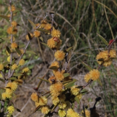 Acacia siculiformis (Dagger Wattle) at Top Hut TSR - 30 Oct 2021 by AndyRoo