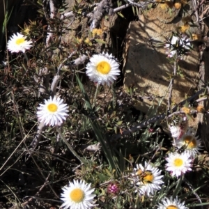 Leucochrysum albicans subsp. tricolor at Dry Plain, NSW - 30 Oct 2021