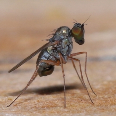 Unverified True fly (Diptera) at  - suppressed by TimL
