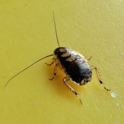 Blattodea (order) (Unidentified cockroach) at Yass River, NSW - 19 Jun 2023 by SenexRugosus