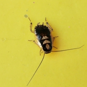 Blattodea (order) at Yass River, NSW - 20 Jun 2023 09:41 AM