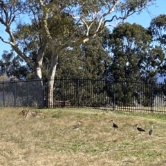 Threskiornis spinicollis (Straw-necked Ibis) at Wanniassa, ACT - 19 May 2023 by jks