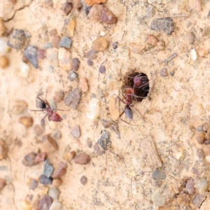 Iridomyrmex purpureus at Turner, ACT - 6 Apr 2023