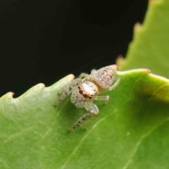 Opisthoncus grassator (Jumping spider) at Turner, ACT - 6 Apr 2023 by ConBoekel