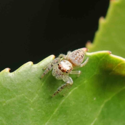 Opisthoncus grassator (Jumping spider) at Sullivans Creek, Turner - 6 Apr 2023 by ConBoekel