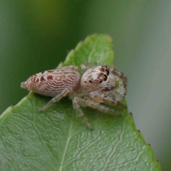 Opisthoncus grassator (Jumping spider) at Sullivans Creek, Turner - 6 Apr 2023 by ConBoekel