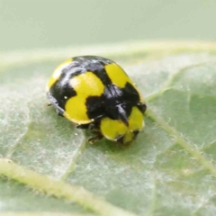 Illeis galbula (Fungus-eating Ladybird) at Turner, ACT - 6 Apr 2023 by ConBoekel