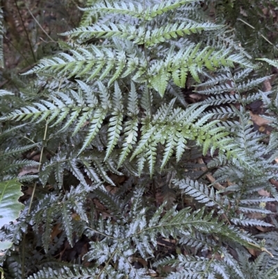 Unidentified Fern or Clubmoss at Copeland, NSW - 17 Jun 2023 by blackdiamondimages