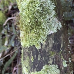 Unverified Moss, Liverwort or Hornwort at Copeland, NSW - 17 Jun 2023 by blackdiamondimages