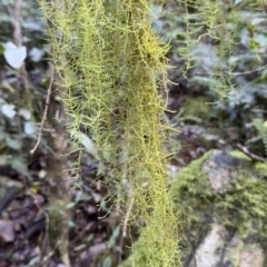 Unverified Moss, Liverwort or Hornwort at Copeland, NSW - 17 Jun 2023 by blackdiamondimages