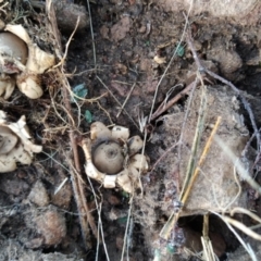 Geastrum sp. (Geastrum sp.) at Wanniassa Hill - 19 Jun 2023 by KumikoCallaway