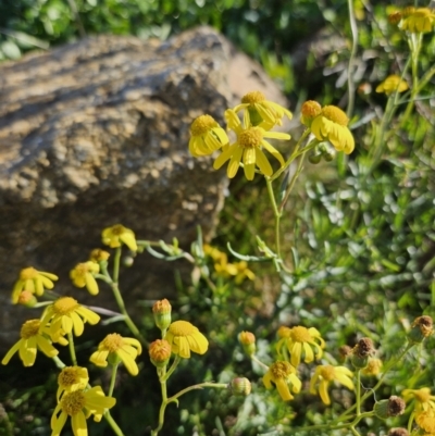 Senecio madagascariensis (Madagascan Fireweed, Fireweed) at Strathnairn, ACT - 19 Jun 2023 by RobSpeirs