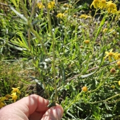 Senecio madagascariensis at Strathnairn, ACT - 20 Jun 2023 09:49 AM