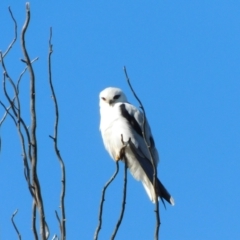 Elanus axillaris (Black-shouldered Kite) at Jerrabomberra, ACT - 20 Jun 2023 by CallumBraeRuralProperty