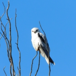 Elanus axillaris at Jerrabomberra, ACT - 20 Jun 2023