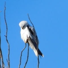 Elanus axillaris at Jerrabomberra, ACT - 20 Jun 2023