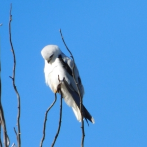 Elanus axillaris at Jerrabomberra, ACT - 20 Jun 2023