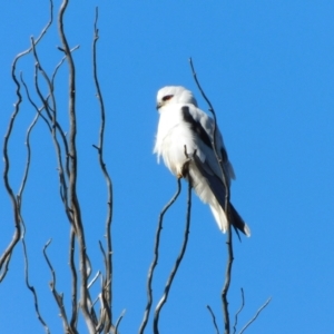 Elanus axillaris at Jerrabomberra, ACT - 20 Jun 2023