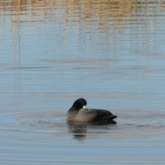 Fulica atra (Eurasian Coot) at Jerrabomberra, ACT - 20 Jun 2023 by CallumBraeRuralProperty