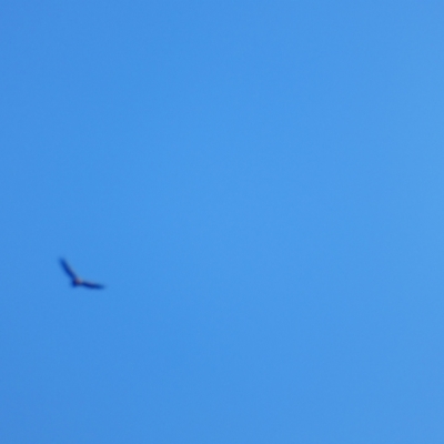 Aquila audax (Wedge-tailed Eagle) at Hughes, ACT - 20 Jun 2023 by kieranh