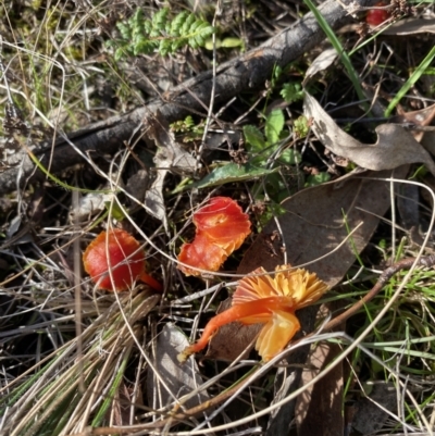 Hygrocybe sp. ‘red’ (A Waxcap) at Goorooyarroo NR (ACT) - 20 Jun 2023 by simonstratford