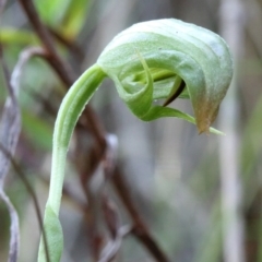 Pterostylis hispidula (Small Nodding Greenhood) at Mittagong, NSW - 20 Jun 2023 by Snowflake